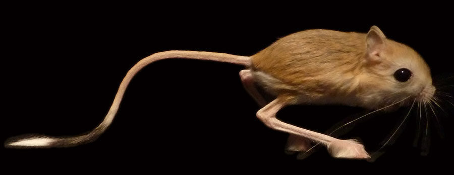 A bipedal jerboa, one of the rodent species included in a study of unpredictability in animal movements. Image credit: Talia Moore and Kim Cooper