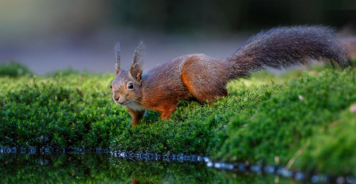 Feeding British red squirrels could change their jaws