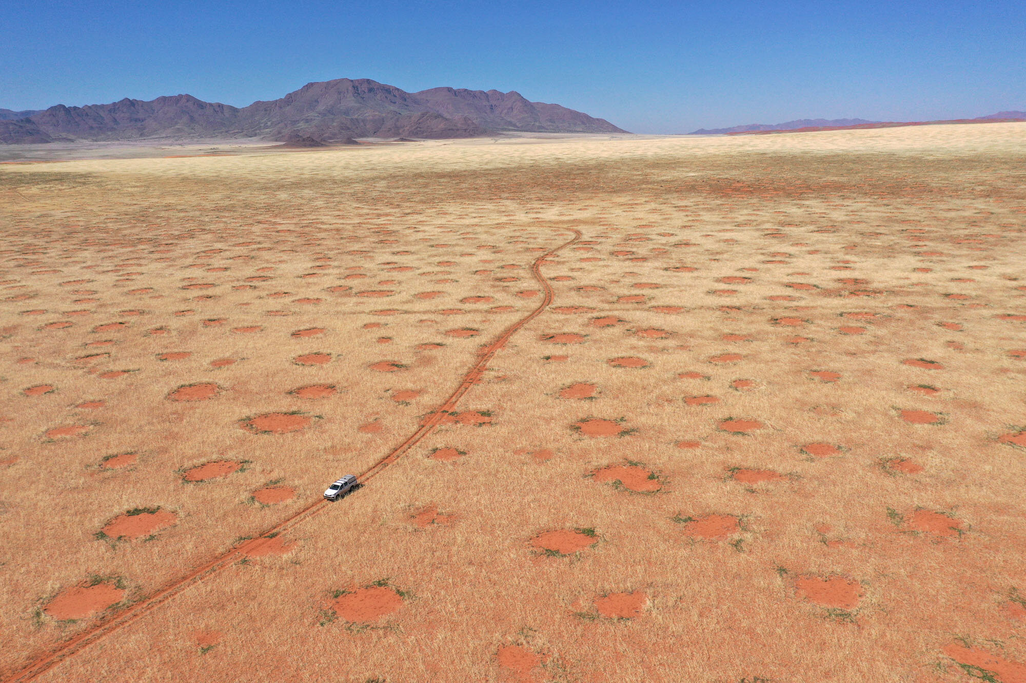 Secrets of Namibia's fairy circles debunked: Plants organize themselves