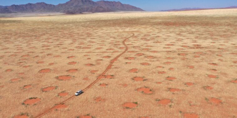 Myth busted: the formation of fairy circles in Namibia is not due to termites