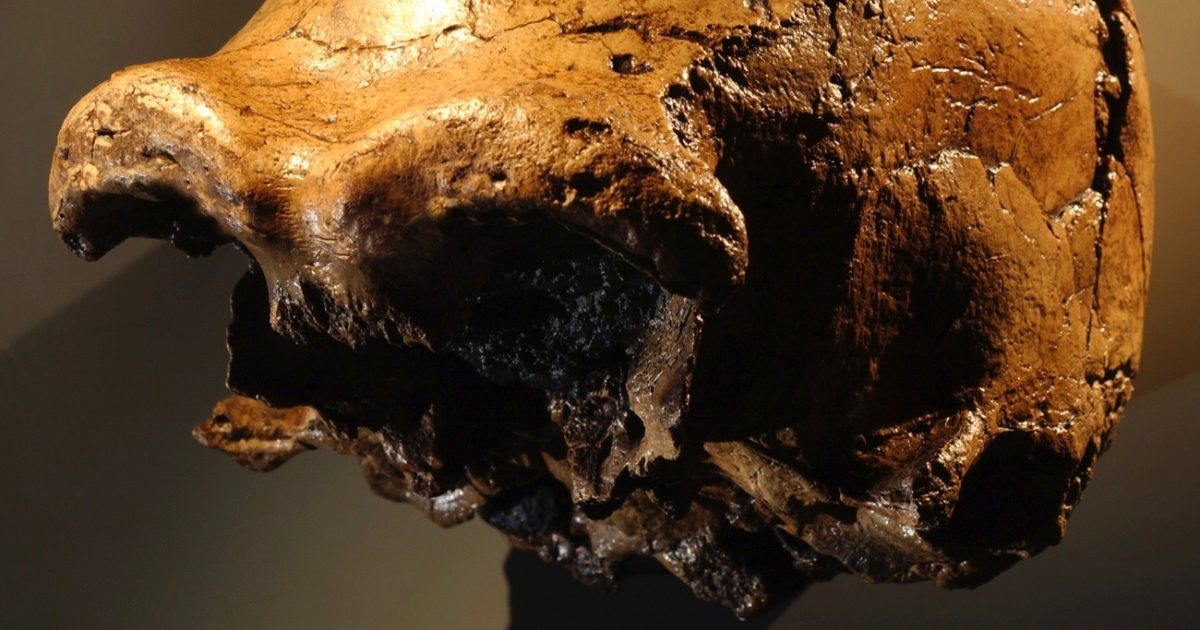 Do fossils demonstrate human evolution?  |  Evolution News