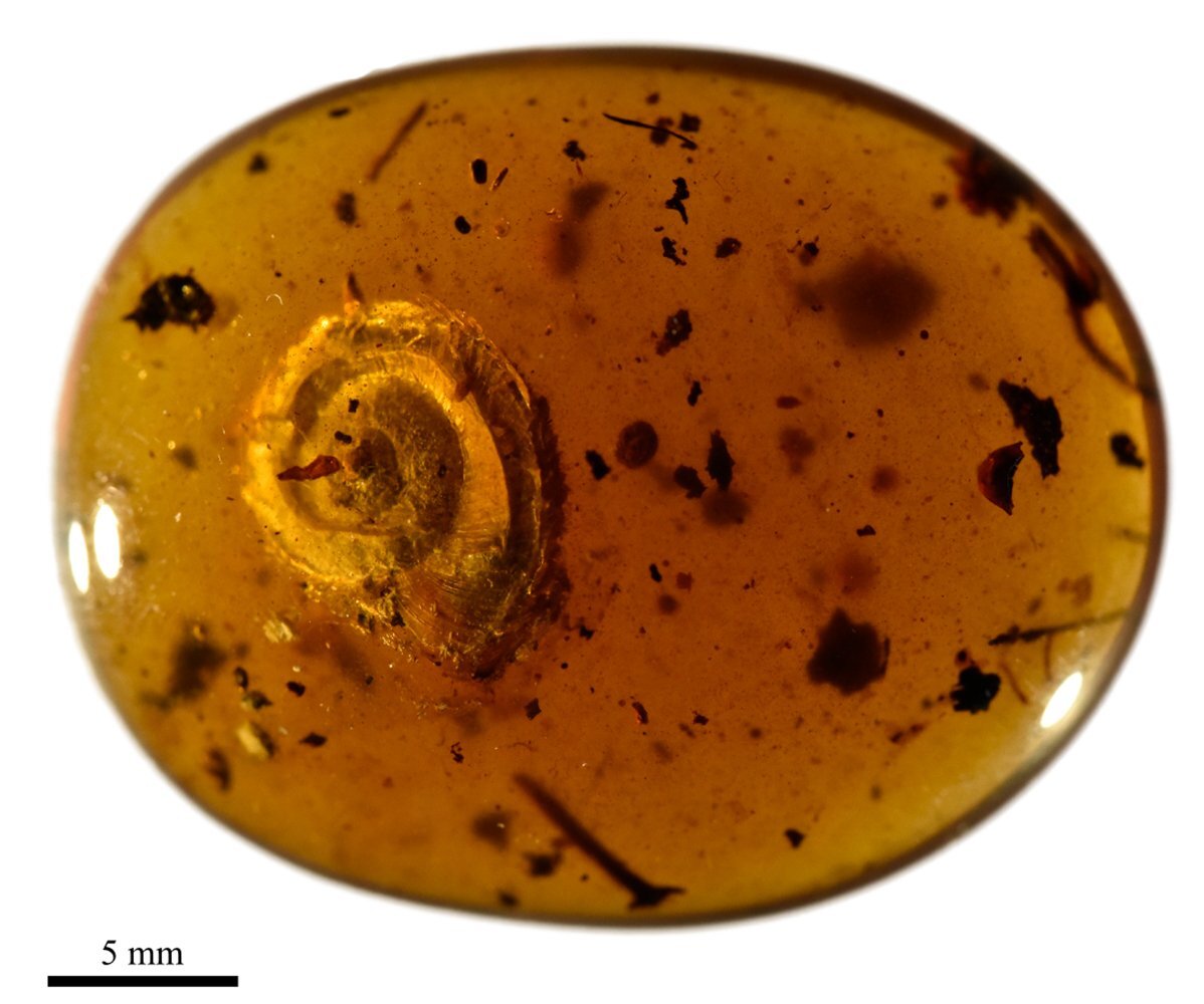 Hairy snail discovered in 99 million year old amber