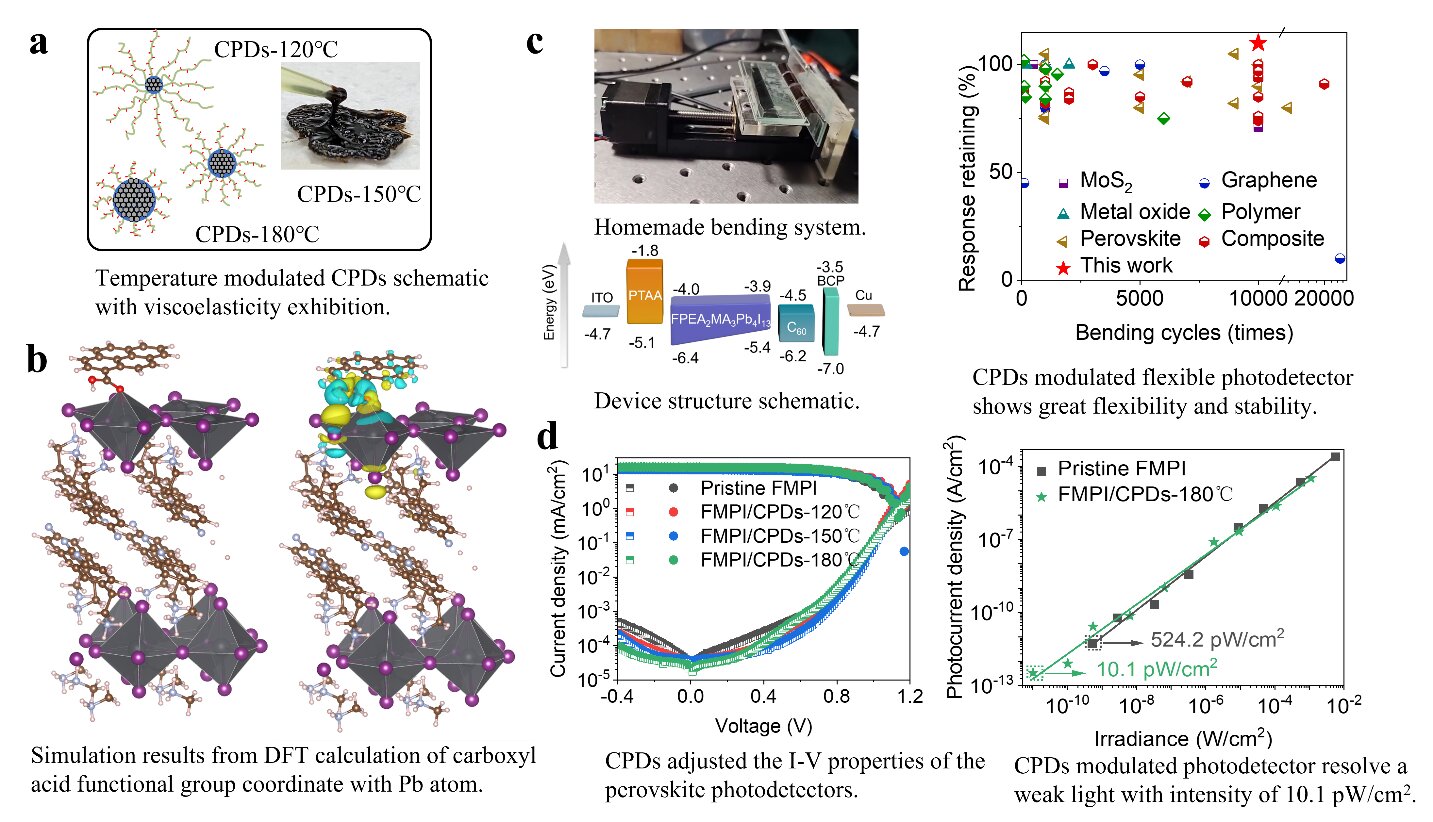 Carbonized polymer dots enhance the stability and flexibility of the quasi-2D perovskite photodetector