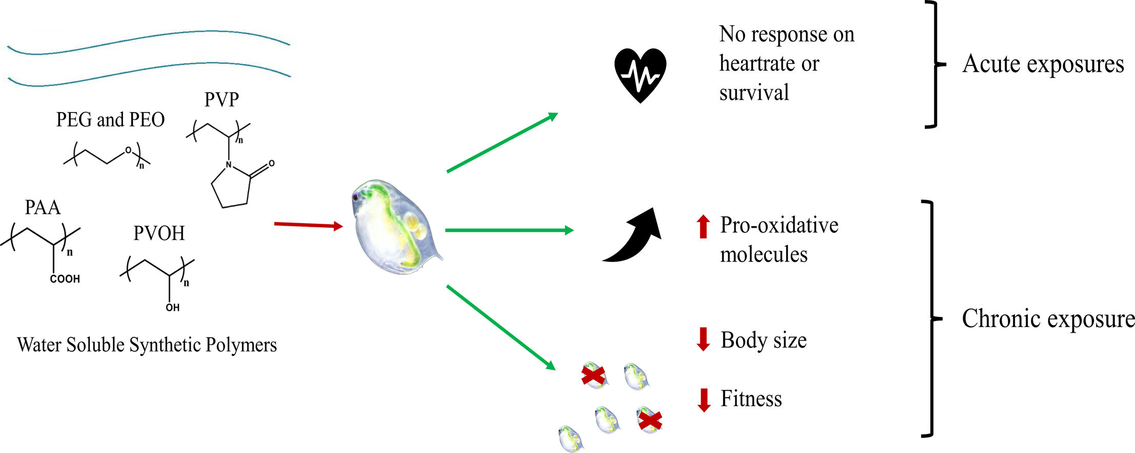 A case study reveals the ecological impact of water-soluble polymers