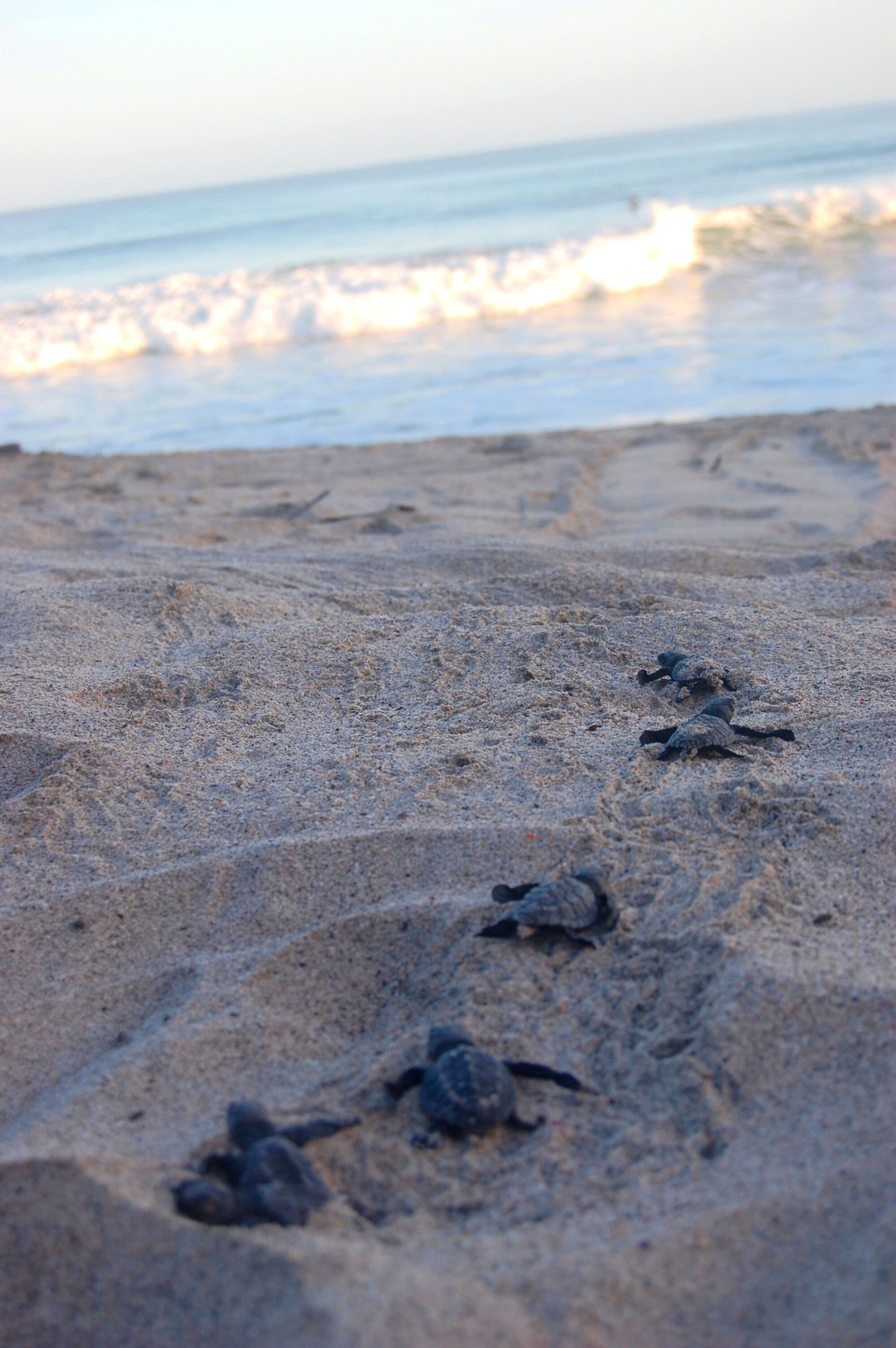 Sensor disguised as sea turtle egg lets conservationists remotely predict nest hatch time