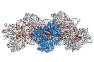 A pocket full of water molecules - how actin filaments drive cell movement