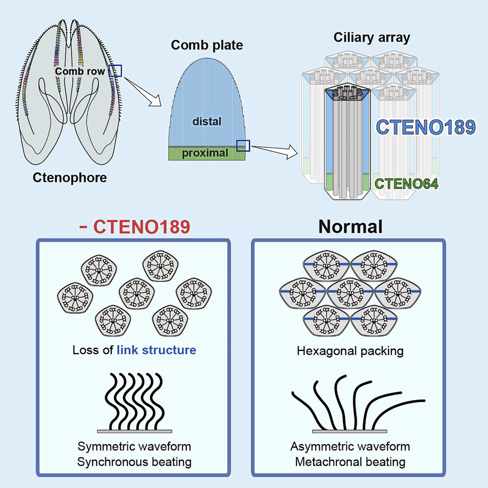 Mystery behind jelly comb motion solved by newly discovered protein