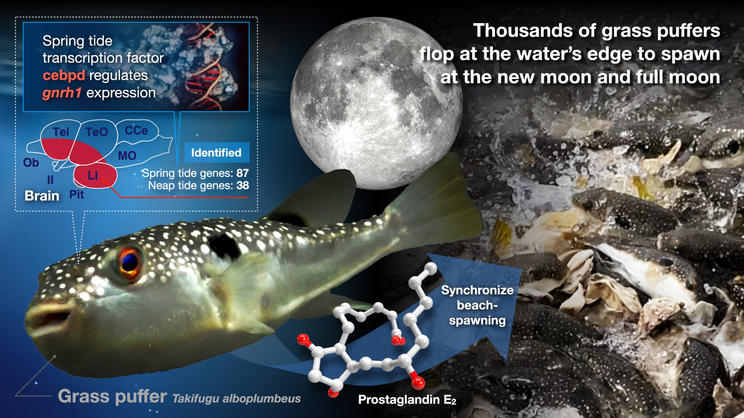 A pheromone that explains why puffer fish spawn on moonlit beaches