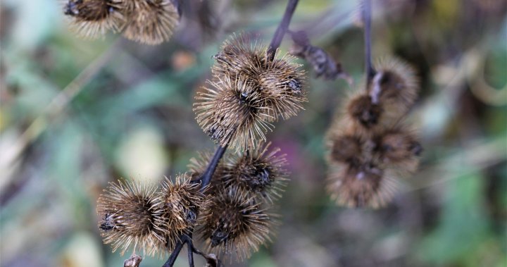 Invasive thorny plant may be deadly to BC bats, nonprofit group says |  Globalnews.ca