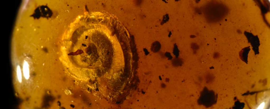 Ancient snail from 99 million years ago discovered with hair growing out of its shell