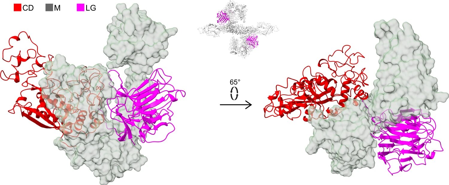 Researchers determine the three-dimensional structure of PAPP-A