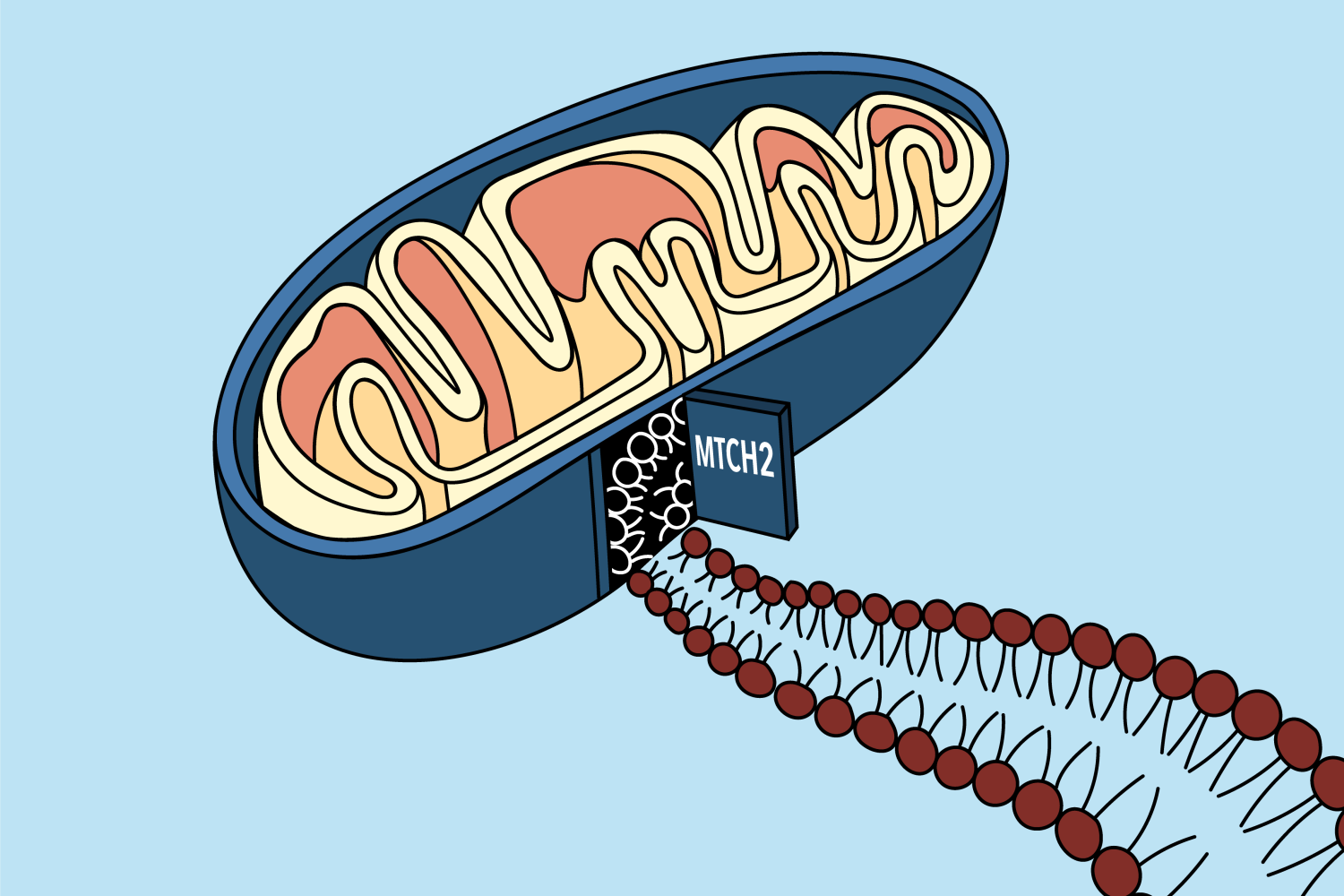 A “gate” in the mitochondrial membrane