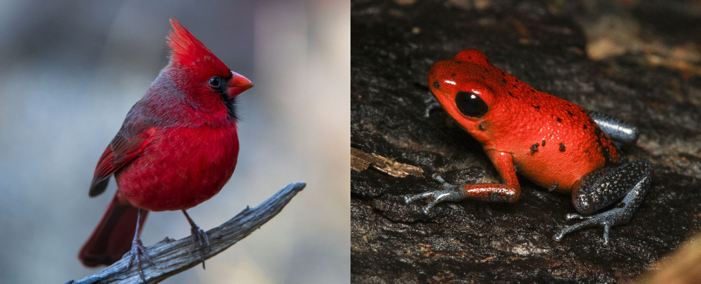 Amazing Animal Colors Mean Different Things, But We Just Found a Pattern