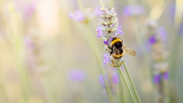 Bumblebees enjoy 'playtime' in world's first study