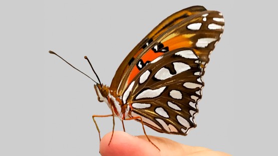 Butterfly wing patterns emerge from ancient 'junk' DNA |  Cornell Chronicle