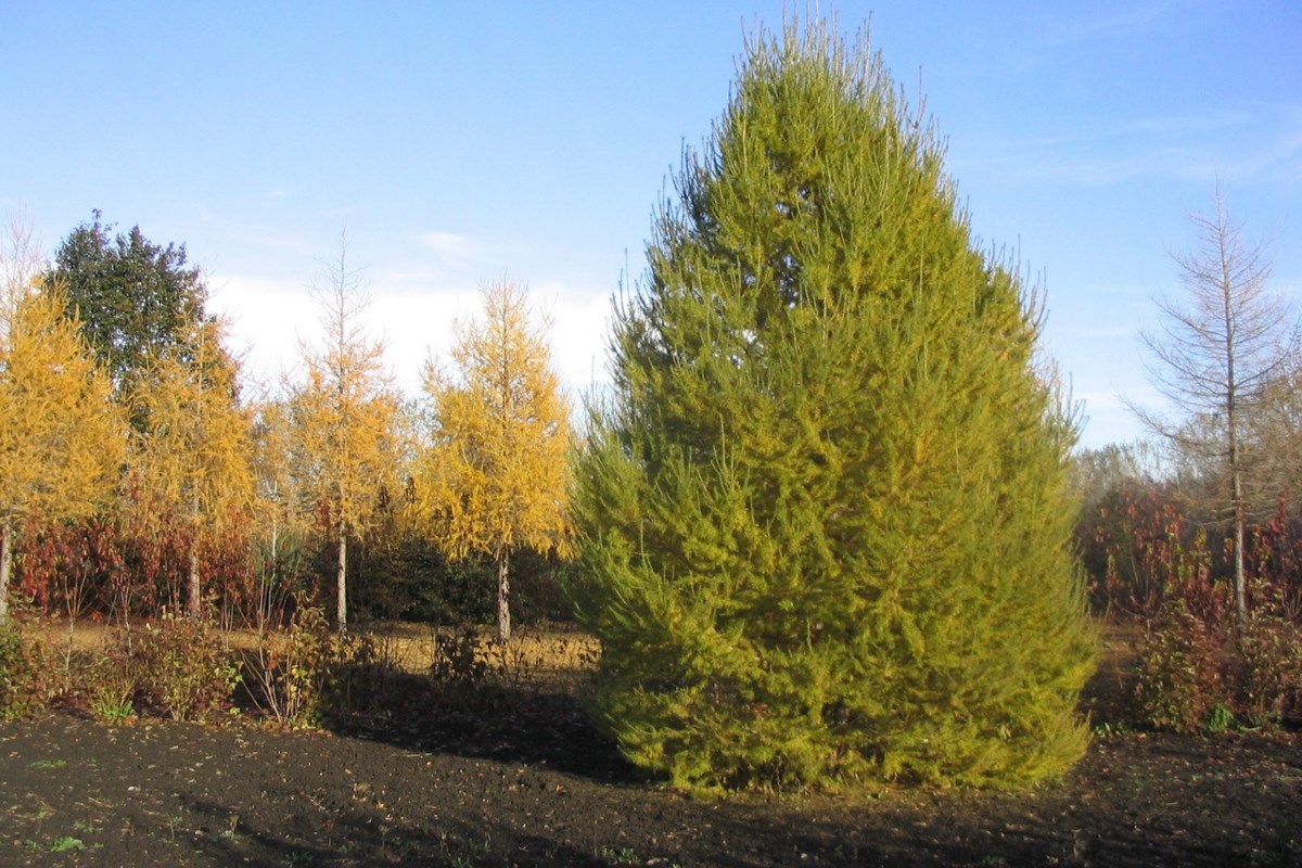 Column: Larch and fir attractive additions to the landscape