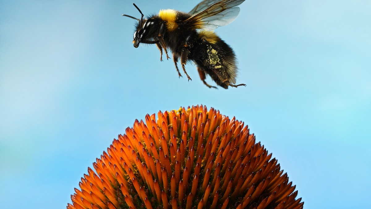 Do bees play?  Groundbreaking study says yes.