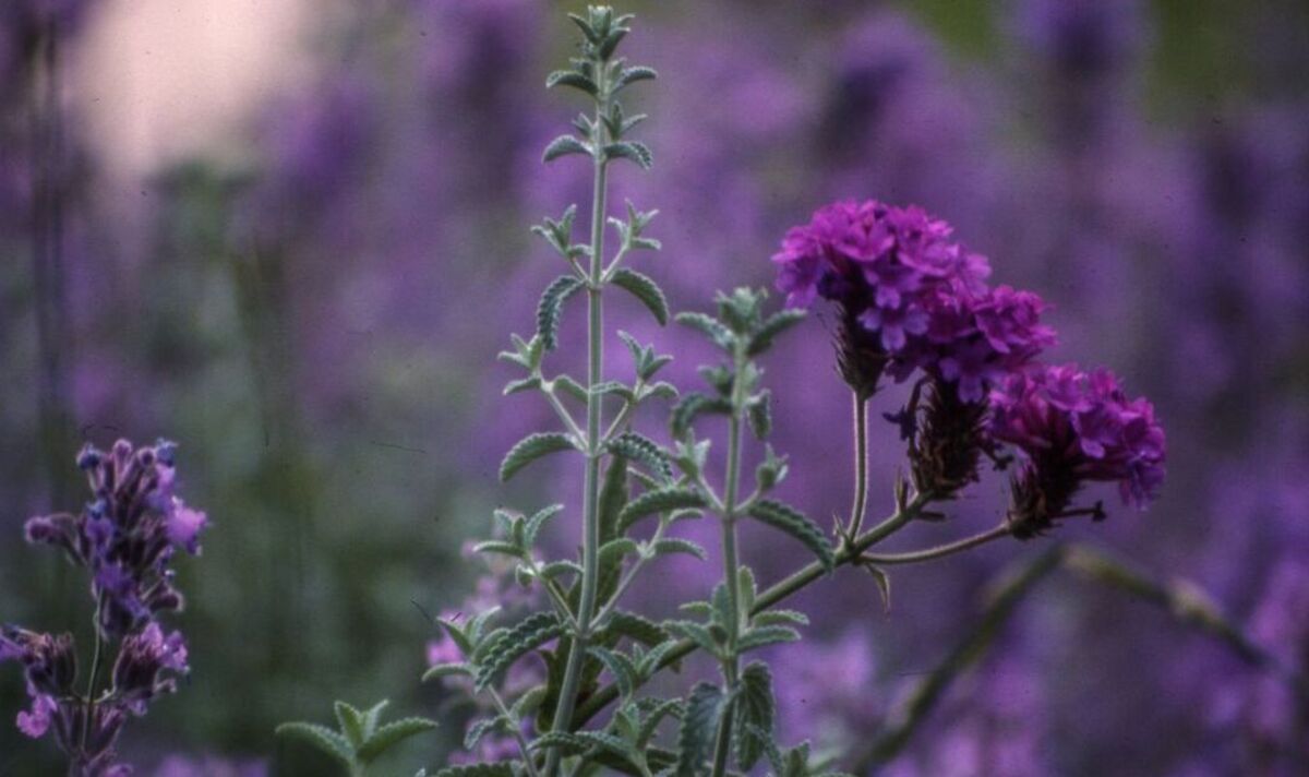 'Golden rule' for pruning lavender before winter - what you should 'never' do