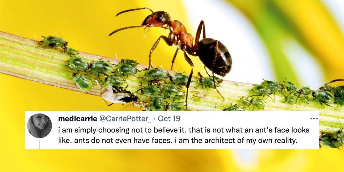 Someone Took A Super Close-Up Photo Of An Ant's Face - And It's Absolutely Terrifying