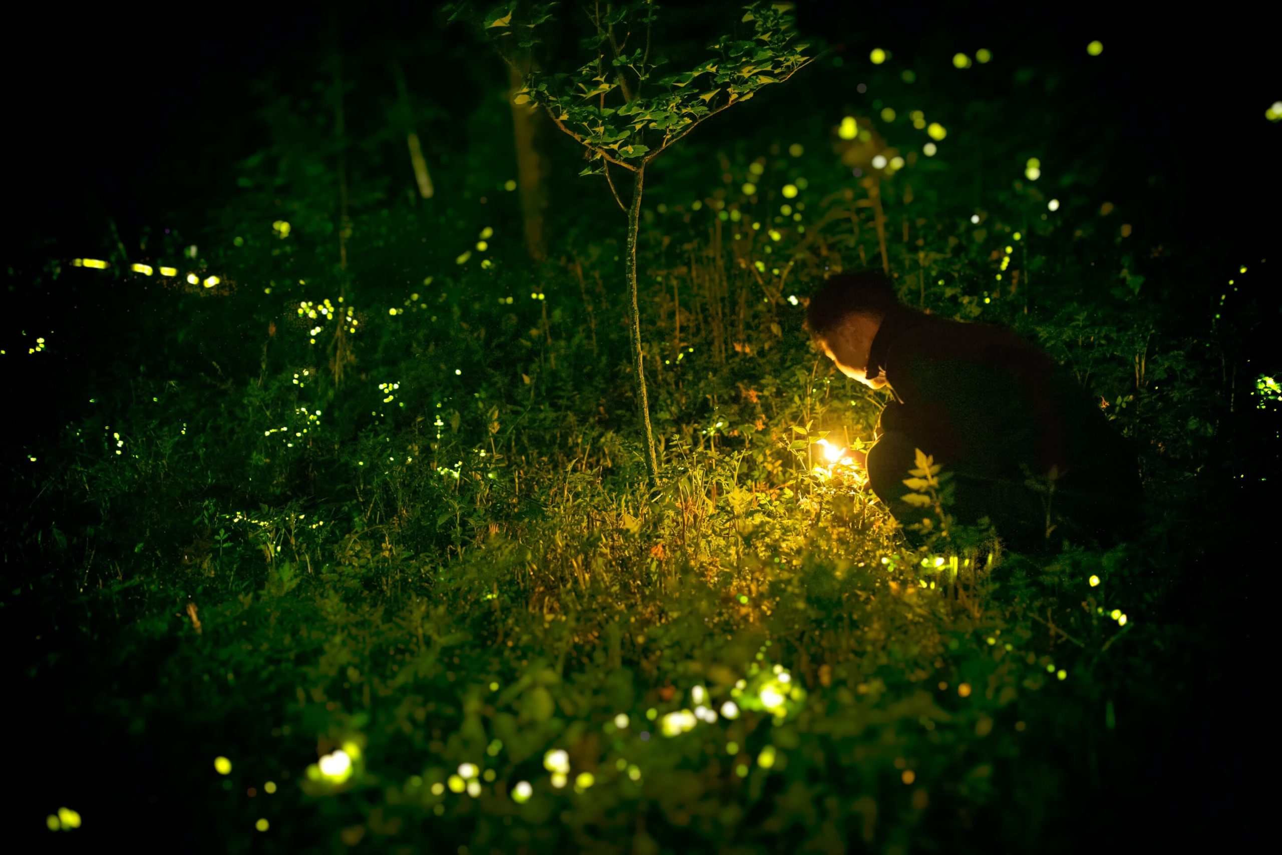 Mathematicians explain how some fireflies flash in sync