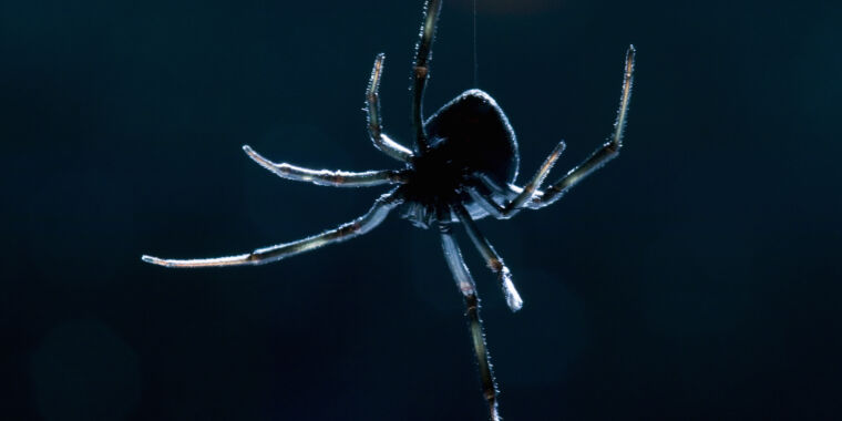 Sorry, prey.  Black Widows Have Surprisingly Good Memories