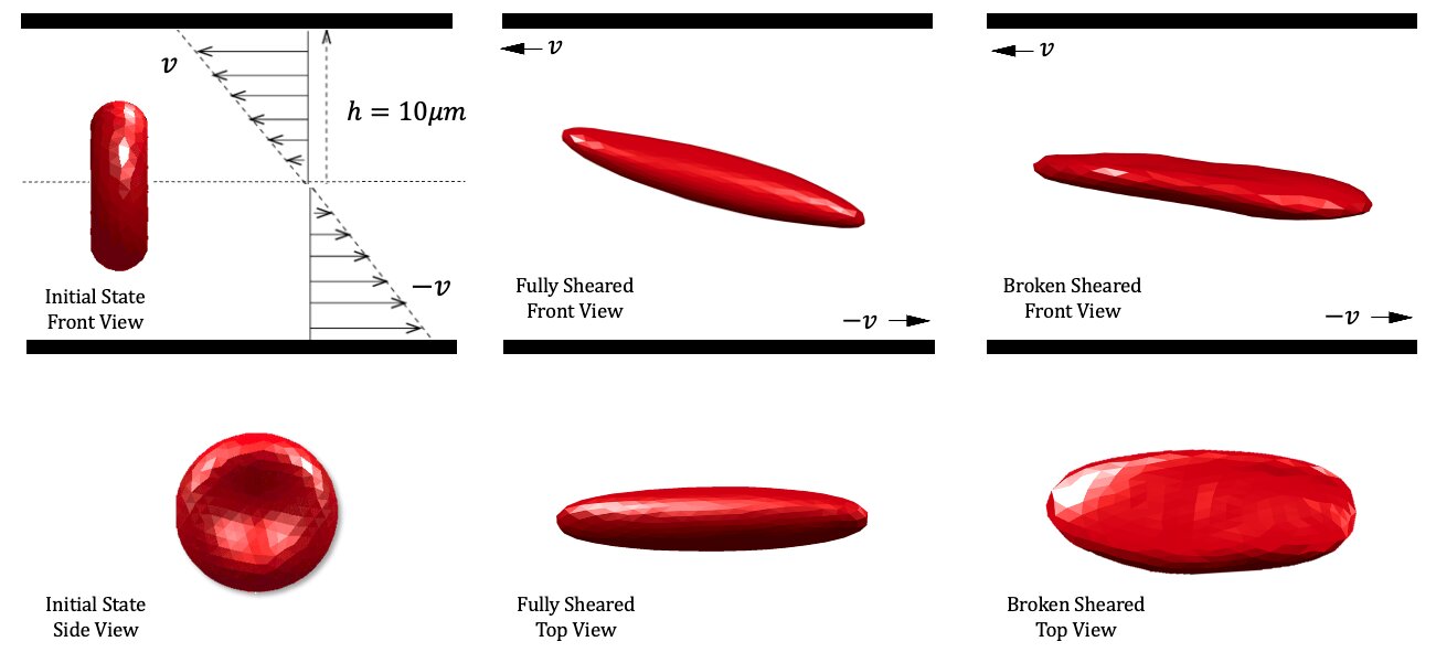 Simulation of shear destruction of red blood cells