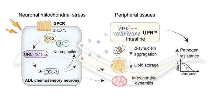 GPCR signaling coordinates inter-tissue mitochondrial stress communication in C. elegans