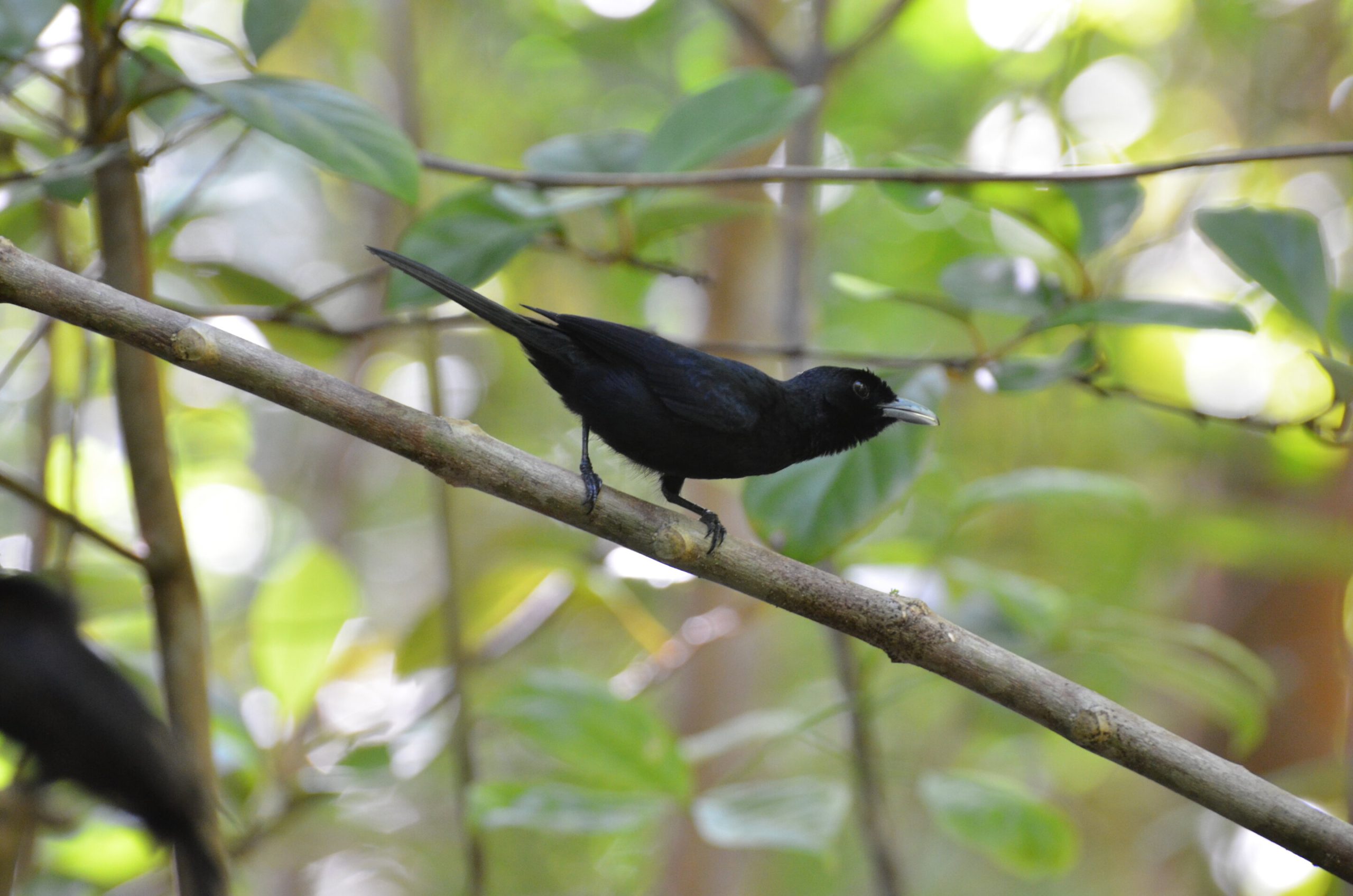 More Than One Way to Build a Black Bird: The Evolutionary Oddities of Outlying Islands