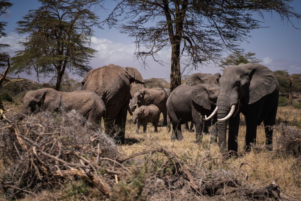 elephants