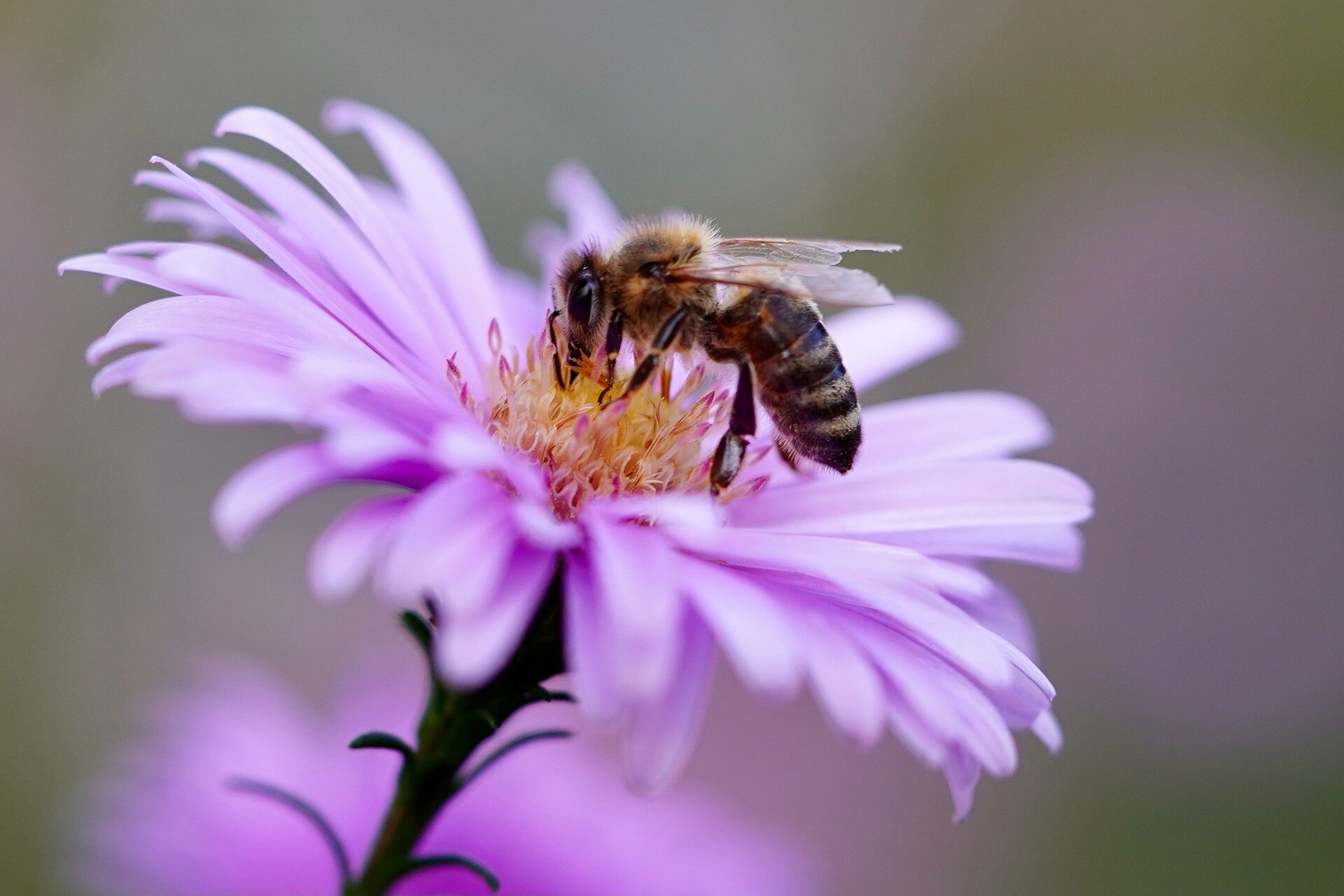 Ten-year dataset provides vital clues to support Ireland's precious pollinators