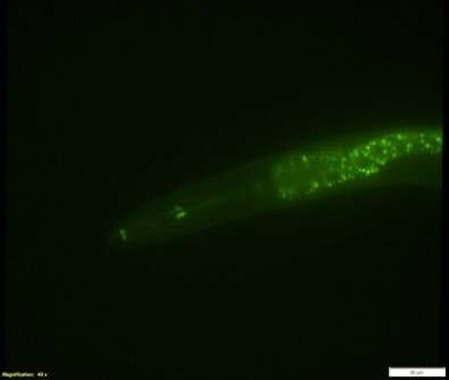 New technique makes large-scale gene editing possible in animals, shortening labor time by years