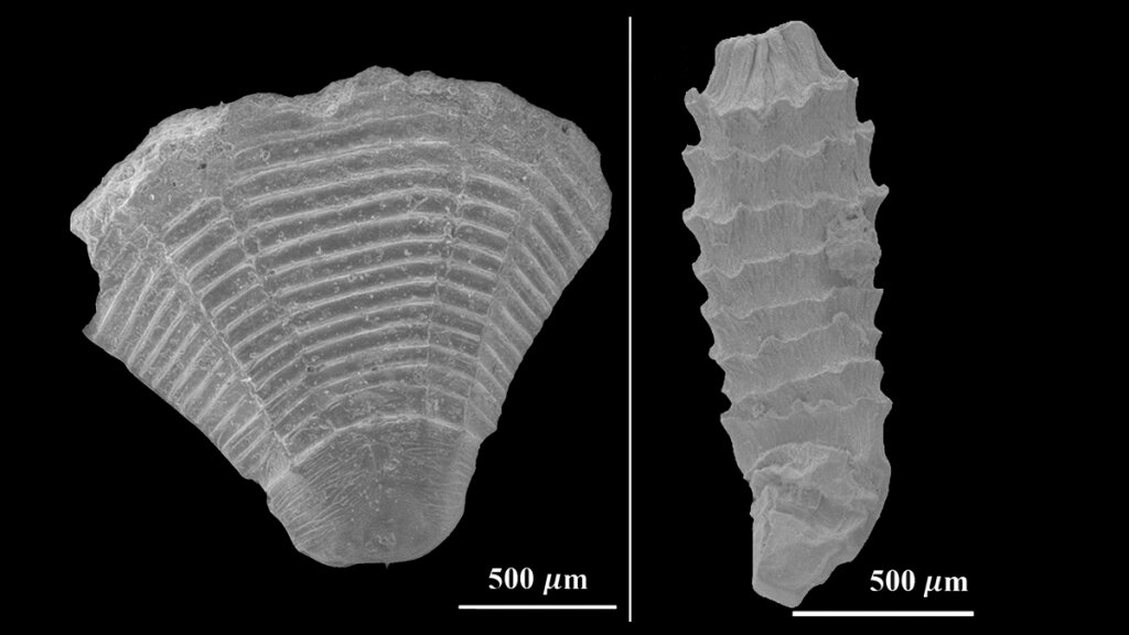 Water flow simulations using 3D fossil models provide new clues about the evolution of tiny ancient marine animals