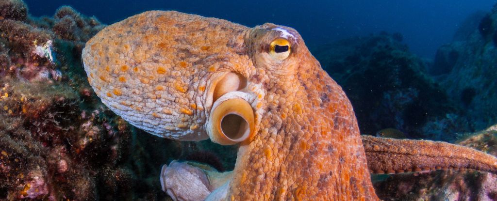 A map of the Octopus visual system reveals its own solution in plain sight