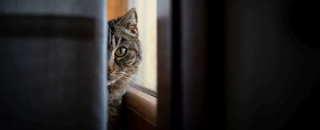 Cats could harbor crime scene DNA, scientists say