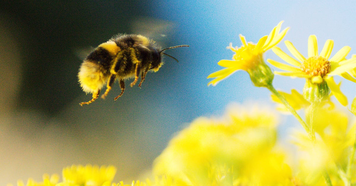 Scientists prove that bumblebees like to play with toys